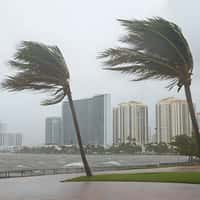 Palm trees on a beach in a coastal city bending over at the full force of a hurricane wind 