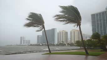 Palm trees on a beach in a coastal city bending over at the full force of a hurricane wind 