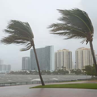 Palm trees on a beach in a coastal city bending over at the full force of a hurricane wind 